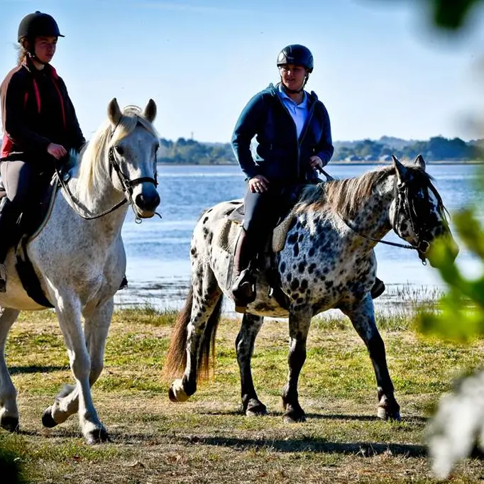 La-Calèche-de-Séné-Golfe-du-Morbihan-Bretagne sud