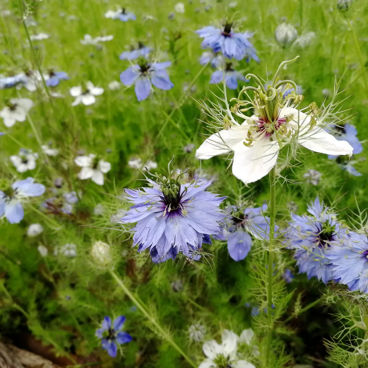 Jardin médiéval Bédée