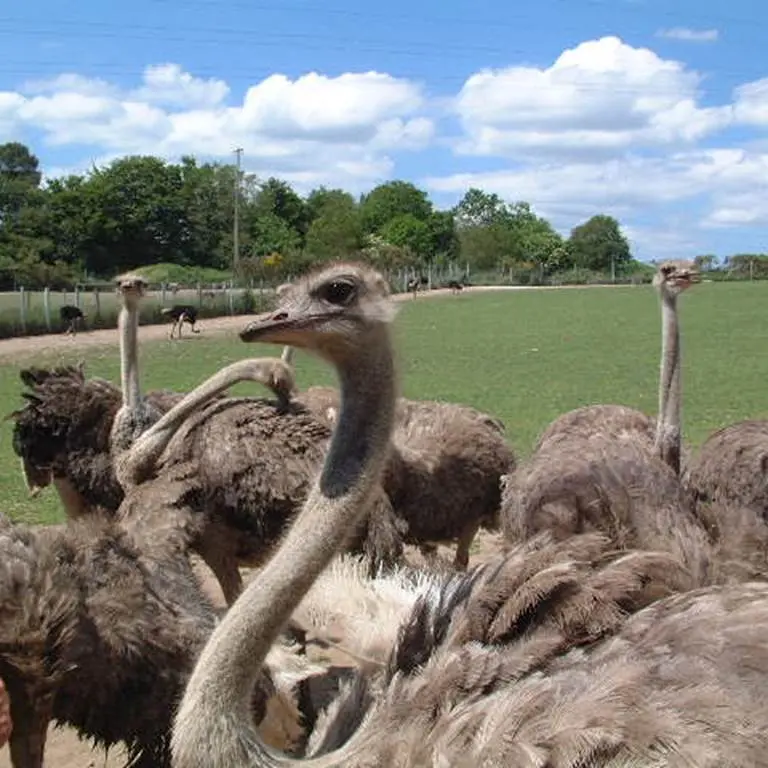 ferme-autruches-morbihan-bretagne-sud
