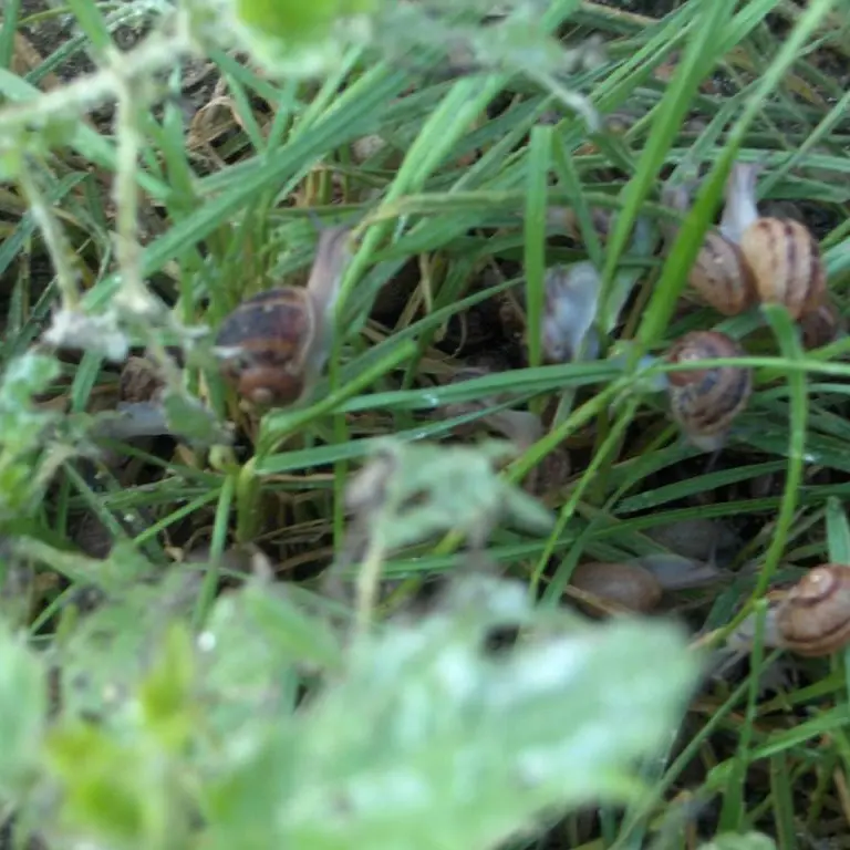 escargoterie-groix-Lorient-morbihan-bretagne-sud