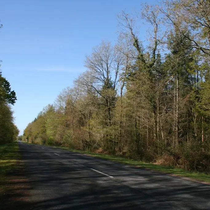 Forêt domaniale de Coeby - Trédion - Morbihan Bretagne sud