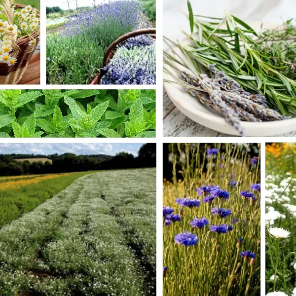 laptitecoureusedesbois1_boissons_plantes_StLery_DestinationBroceliande