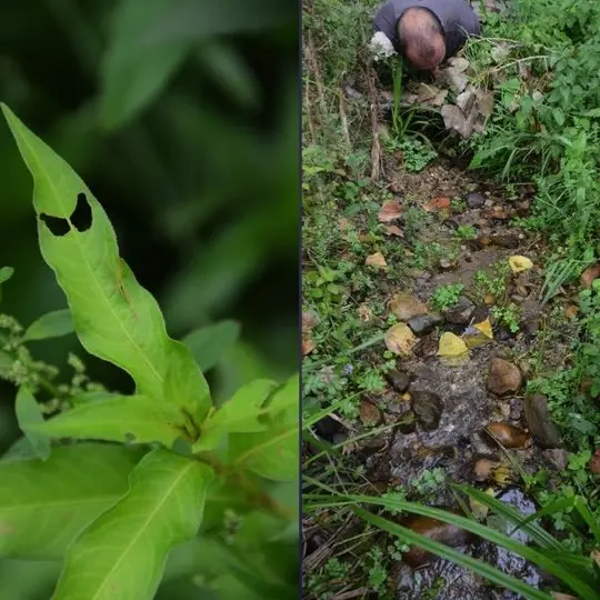 2 - COMPAGNIE DU CHORATRE