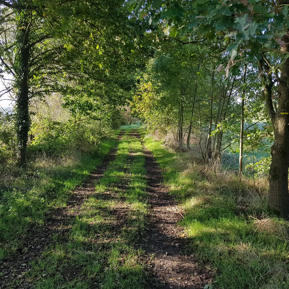 Chemin à travers les marais de Vilaine