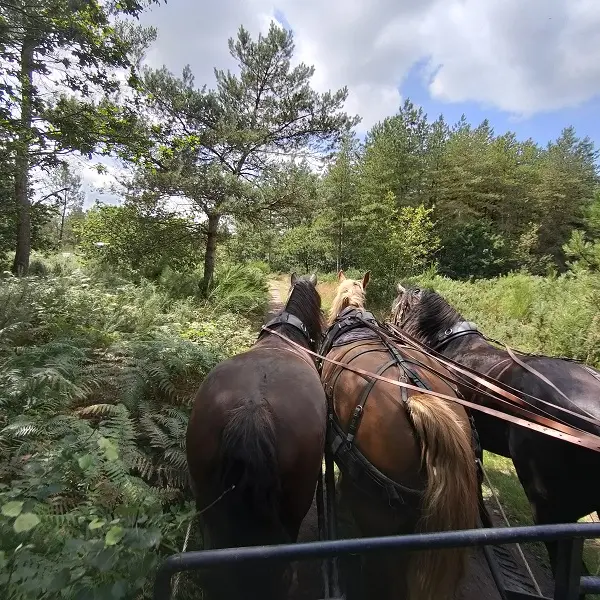 Calèche_de_Brocéliande_balade_contes_Tréhorenteuc_DestinationBrocéliande