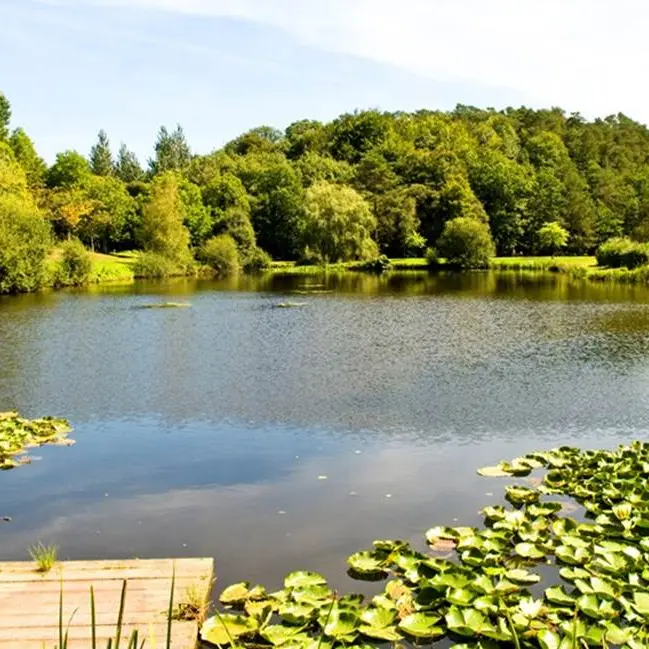 forêt camors morbihan bretagne sud
