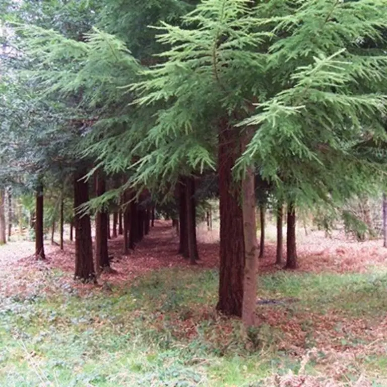 Bois de Pont Sal Plougoumelen Morbihan Bretagne Sud