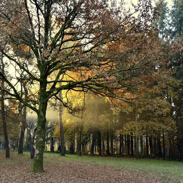 Camping de Brocéliande
