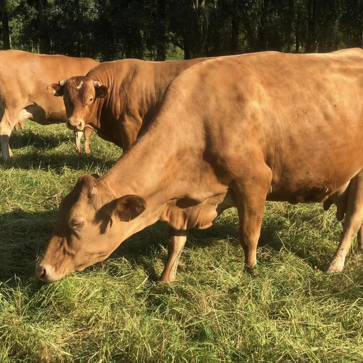 358546461_1010663243279026_3265771359450630835_n