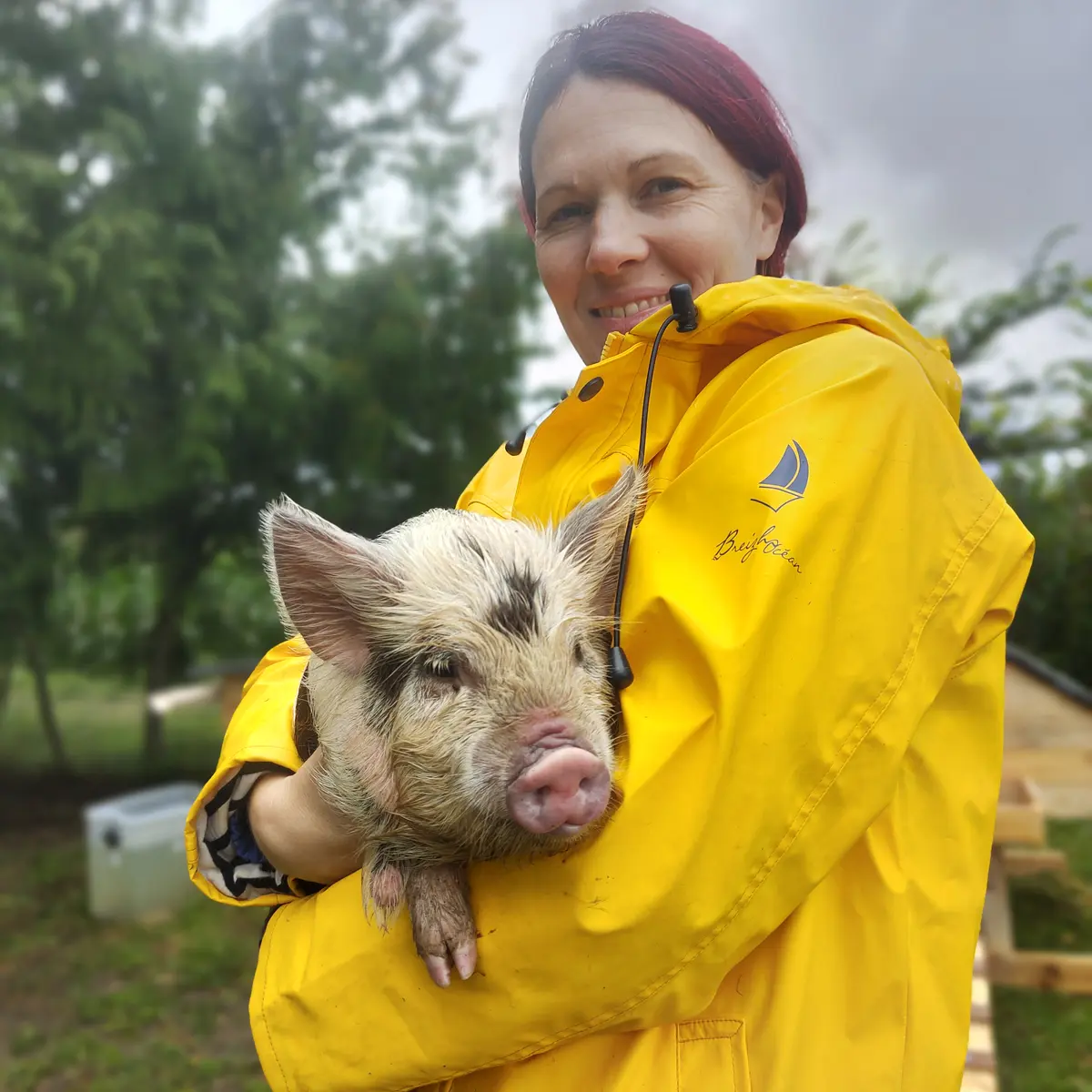 Le cochon