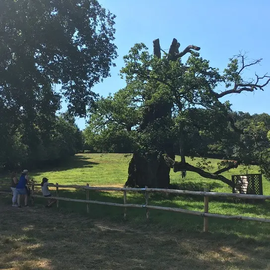 Chêne_Guillotin_Concoret_Brocéliande_Bretagne