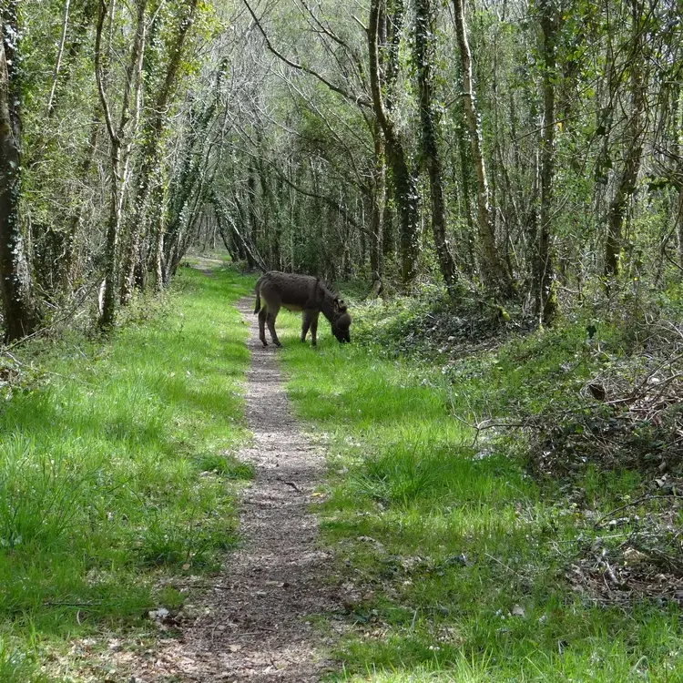 Bernard Moulin-Bois-du-Nevet-ane
