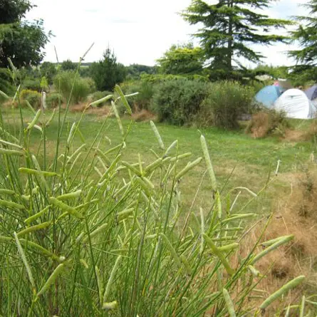 Camping municipal des Landes de Cojoux
