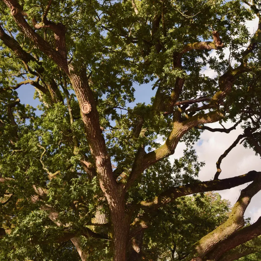 Chêne Anatole Le Braz_Plélan le Grand
