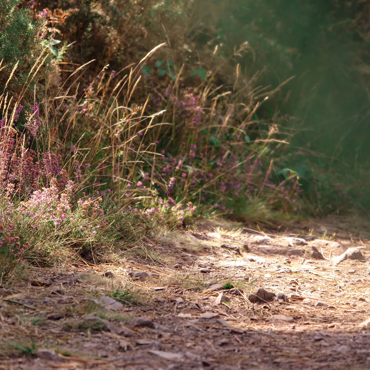 Circuit trail n° 5  Saint-Gonlay
