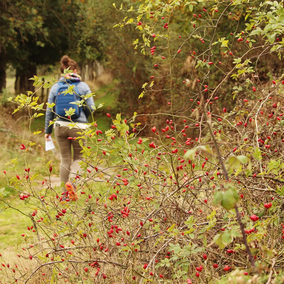 Circuit Bransahier (2)