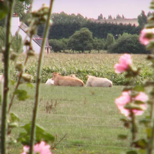 Monsieur Leroux-Fenice