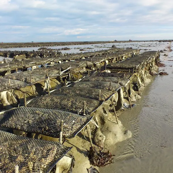 Balades commentées - La Maison de la Baie - Le Vivier sur Mer
