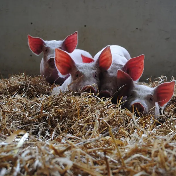 Ferme de Brénature