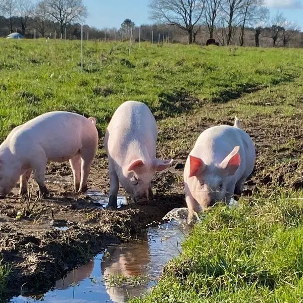 Ferme de Brénature