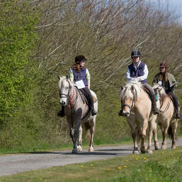 Ferme équestre Les Korrigans - La Croix-Helléan - Morbihan - Bretagne