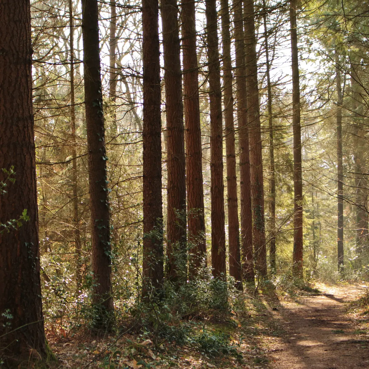 Forêt Montfort-sur-Meu automne