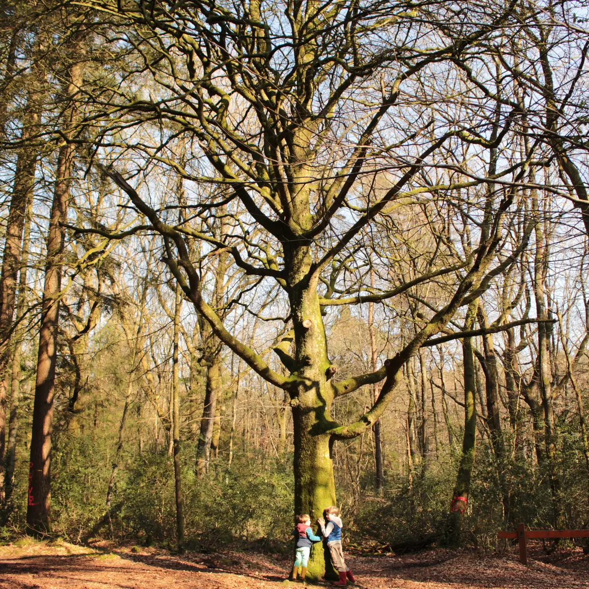 Forêt Montfort-sur-Meu automne