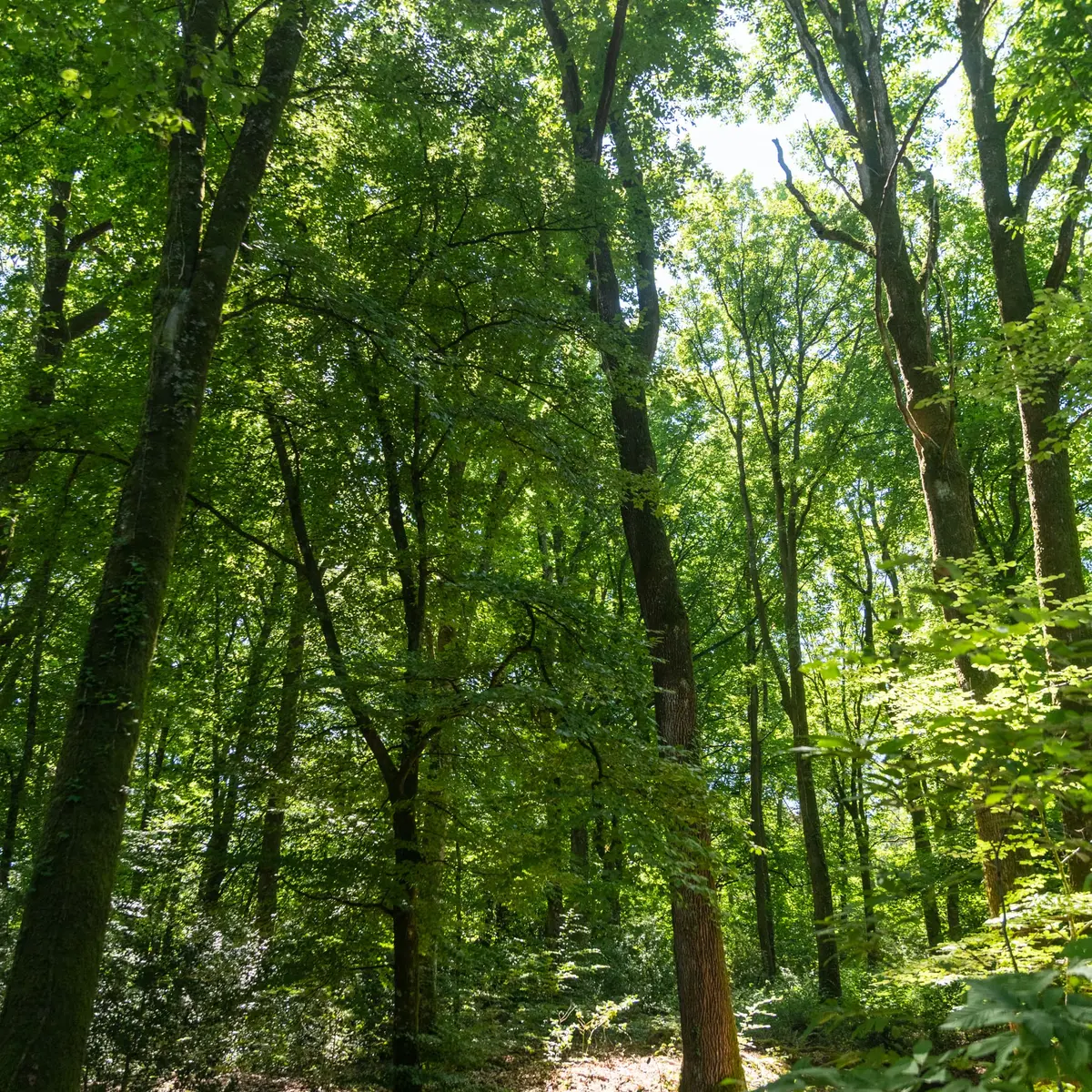 Forêt Corbière ©Vitré Communauté - Mathieu Le Gall