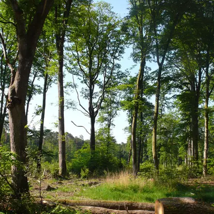Forêt Domaniale de Rennes