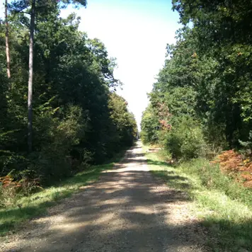 Forêt Domaniale de Rennes