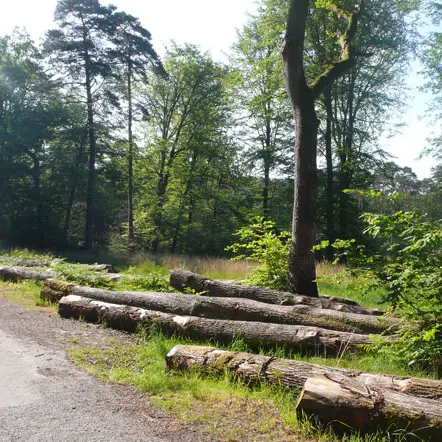 Forêt Domaniale de Rennes