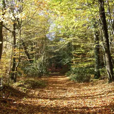 Forêt Domaniale du Mesnil