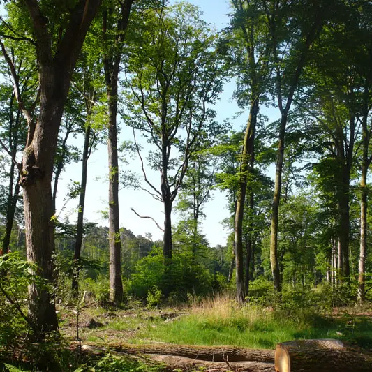 Forêt de Rennes