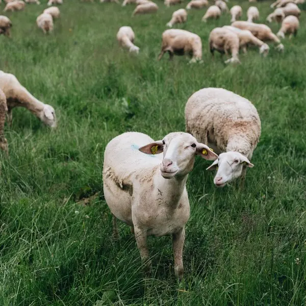 GAEC Lait Berbis du Broutay - La Croix-Helléan