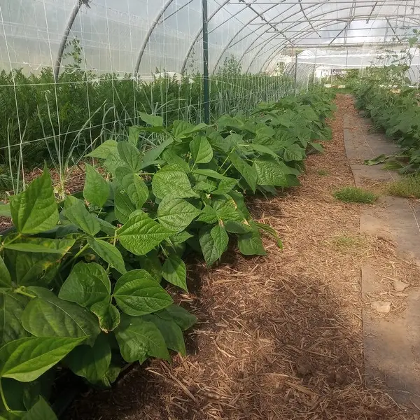 Ferme Graines de vie - Guégon - Morbihan