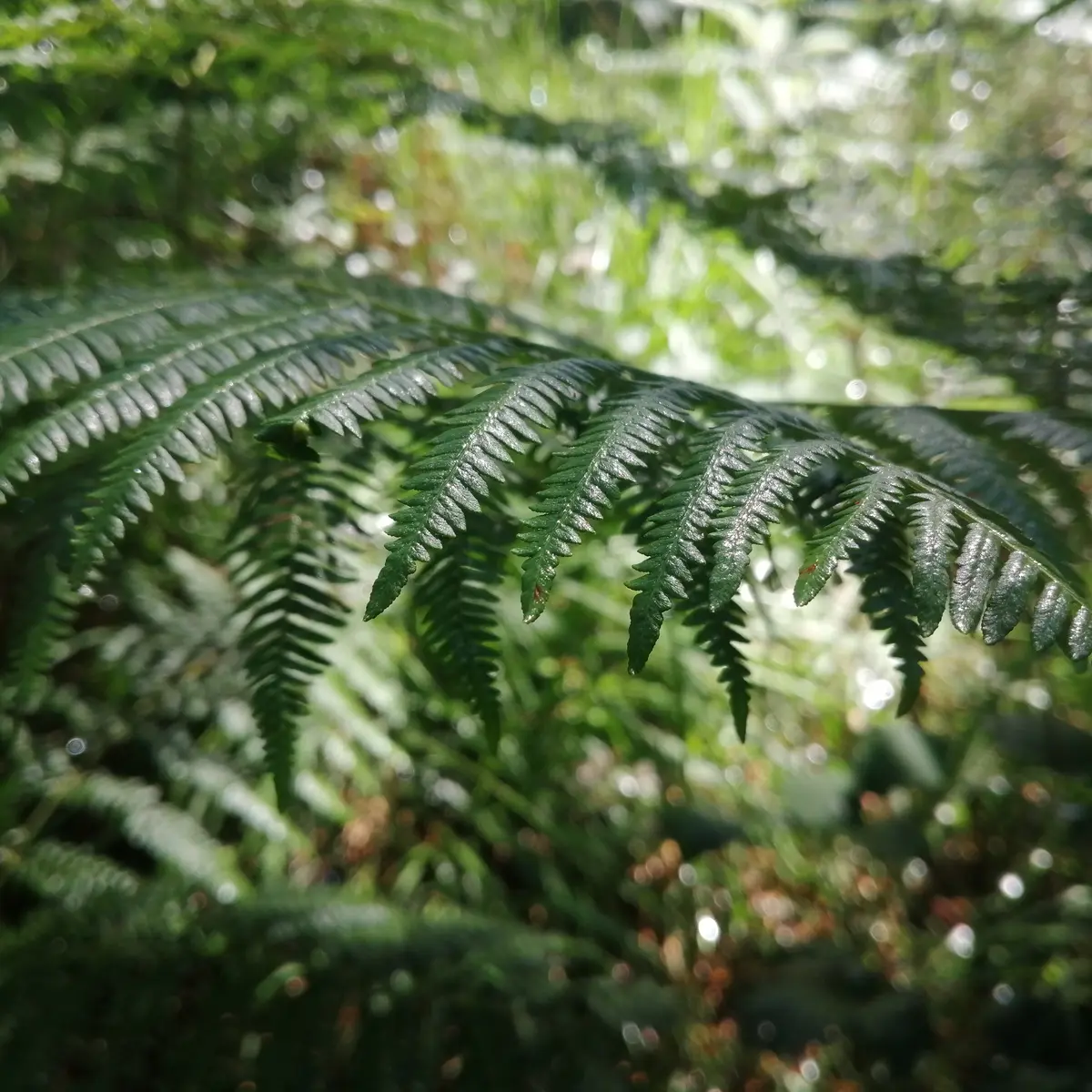 Forêt Montfort-sur-Meu
