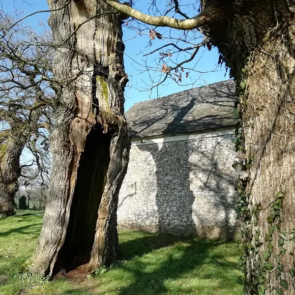 Chênes creux de la Chapelle de Kerméant - Néant sur Yvel