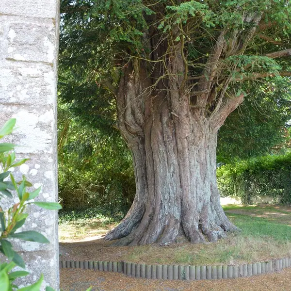If de la Chapelle Saint Yves - Cruguel - Arbres remarquables du Morbihan