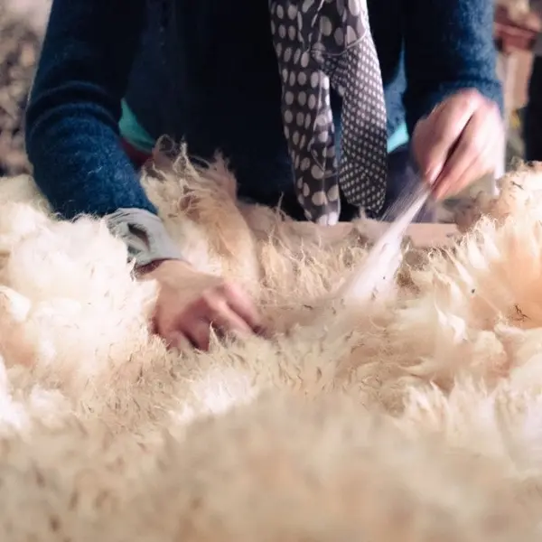 L'ovinière de l'Hêtre - Forges de Lanouée