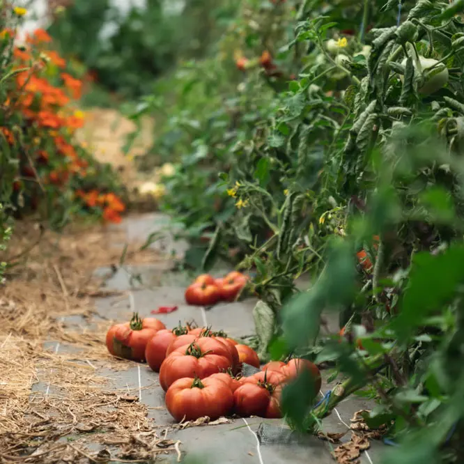 La Morinais, Restaurant à la Ferme