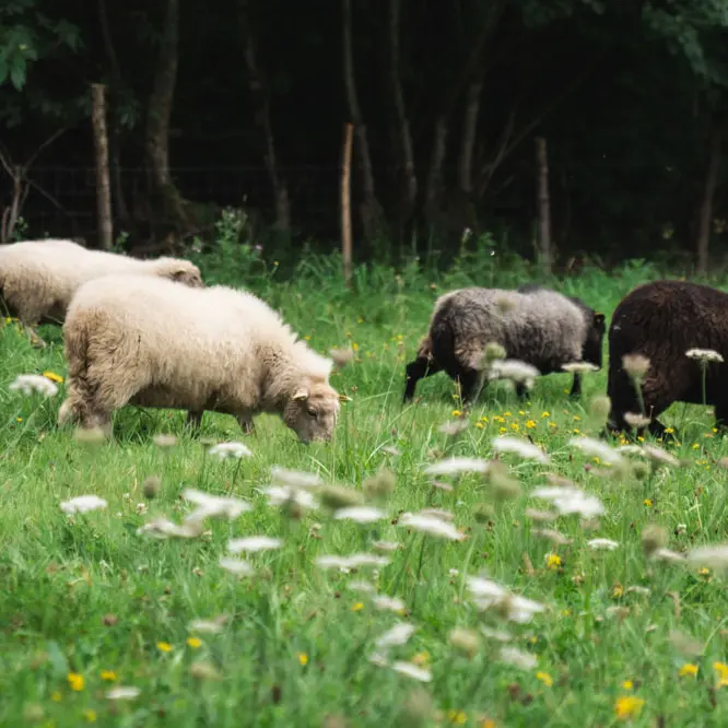 La Morinais, Restaurant à la Ferme