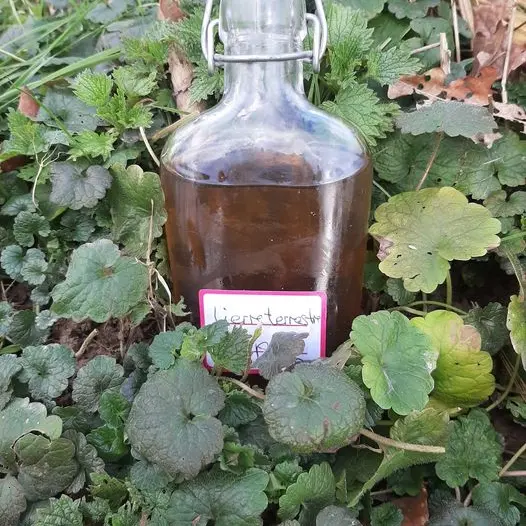 Le goût sauvage