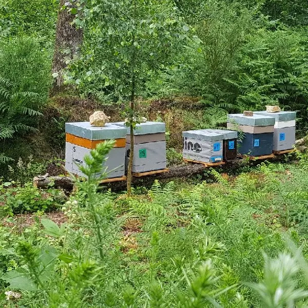 Ma Foret - producteur miel - Ploërmel