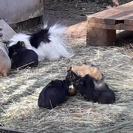 Camping des deux Moulins