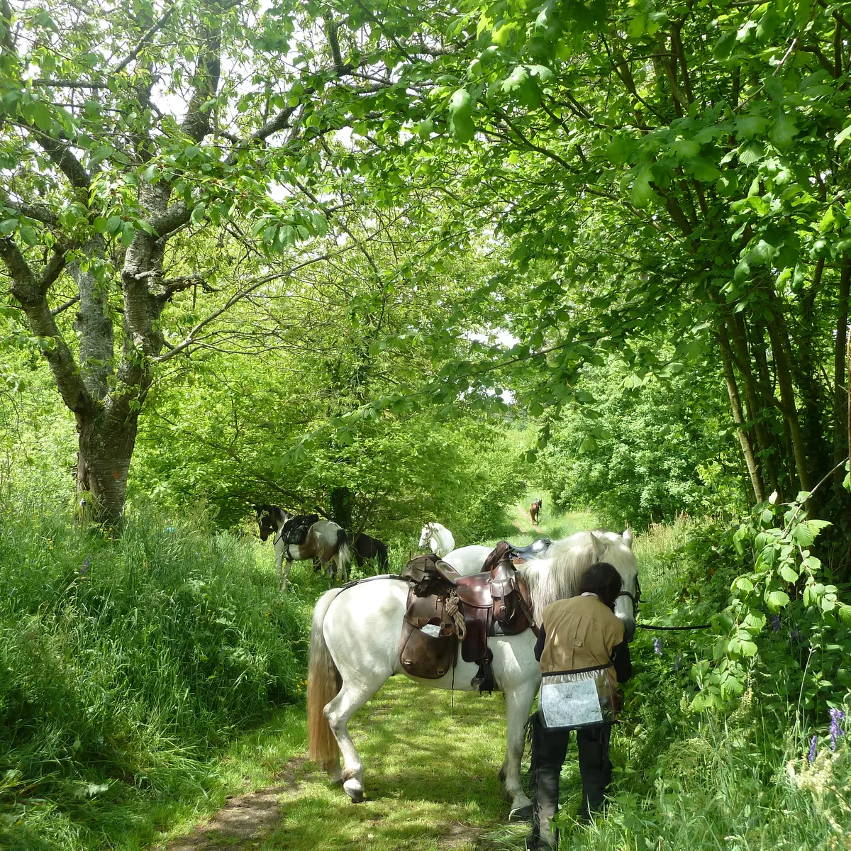 randonnée à cheval