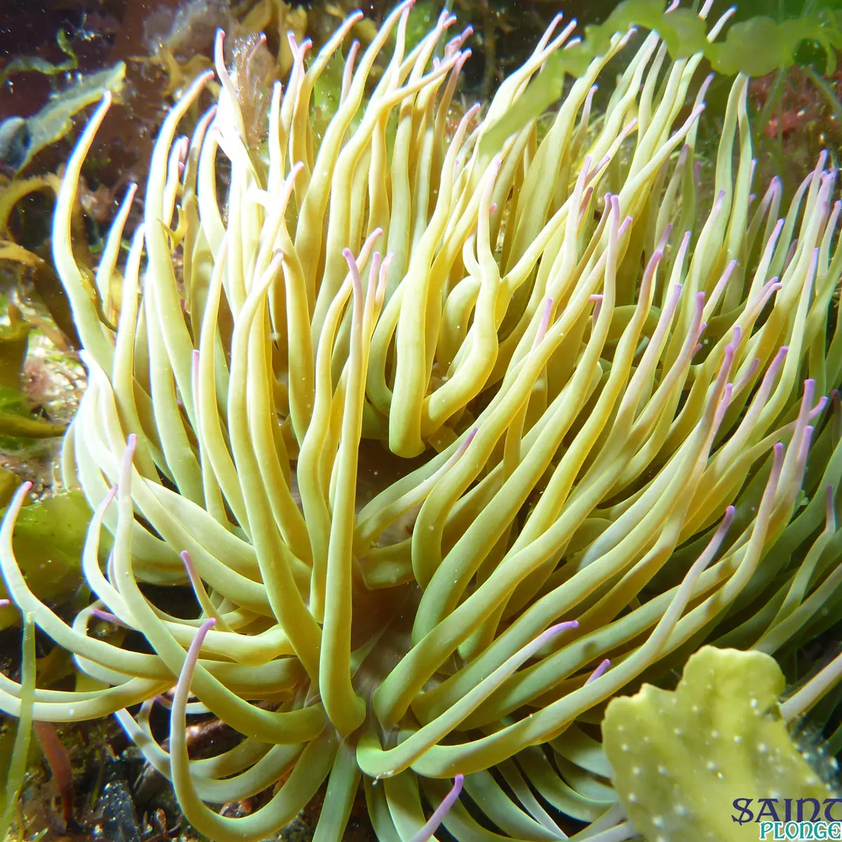 Plongée - Saint-Malo