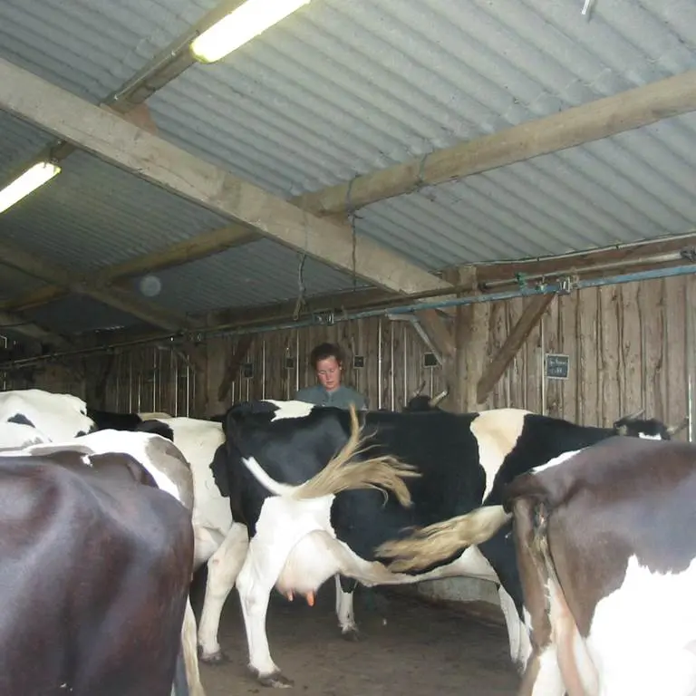Visite balade en calèche Suscinio et ferme fromagère - L'Isle de Ruis - St Gildas de Rhuys - Morbihan Bretagne Sud