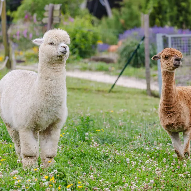 La Balade du Père Nicolas