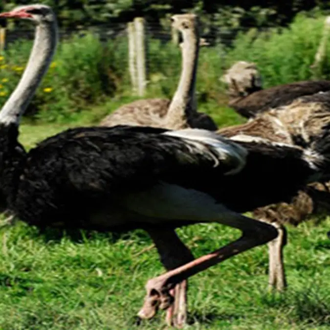2-Ferme-d-Autruches-La-Saudraye-Guidel-Morbihan-Bretagne-Sud