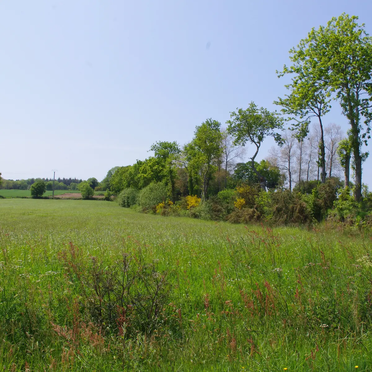 bocage de la campagne de Hengoat